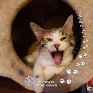 Meet your Posher, Dawn